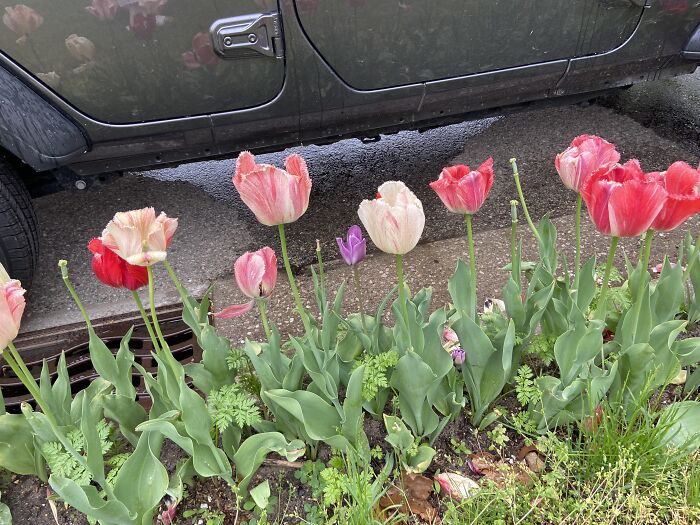 A Mix Of Hybrid Colored Tulips