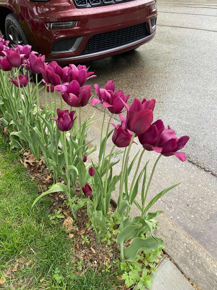 These Magenta Tulips That Are About The Size Of A Car Tire