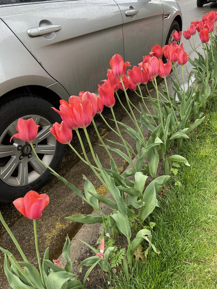 These Large Pink Tulips Are About The Size Of A Small Child