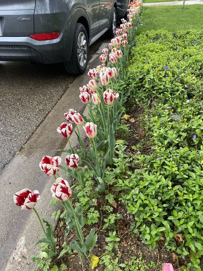 These Wine And White Tulips Remind Me Of Peppermints