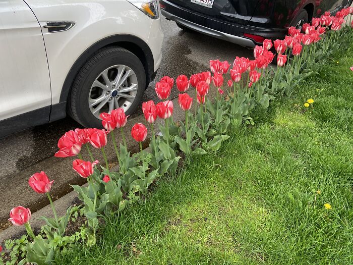 Red And White Tulips By Some Parked Cars