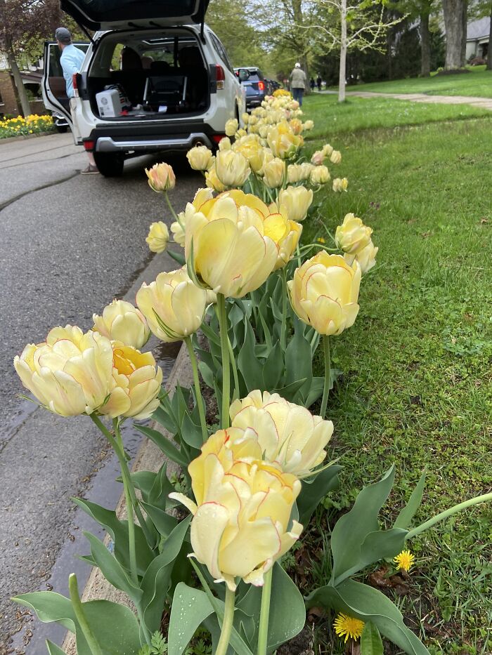 Puffy Yellow Tulips With A Pink Lining. These Are Actually Huge