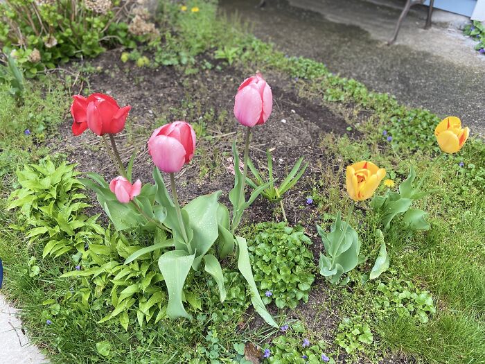 A Small Cluster Of Tulips By A Yard