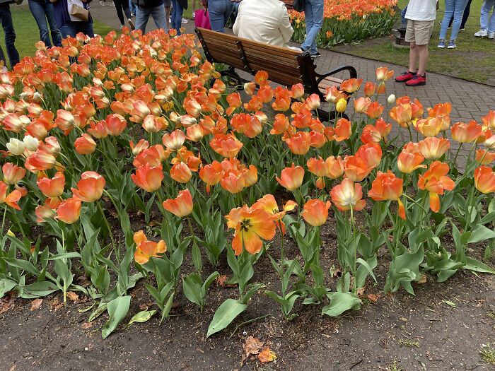 Blooming Orange Tulips, Some Wide