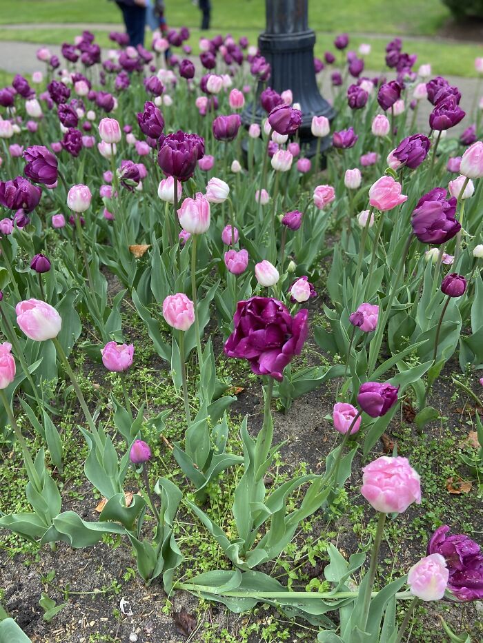 Poofy People Tulips Among The Traditional Looking Pink Tulips