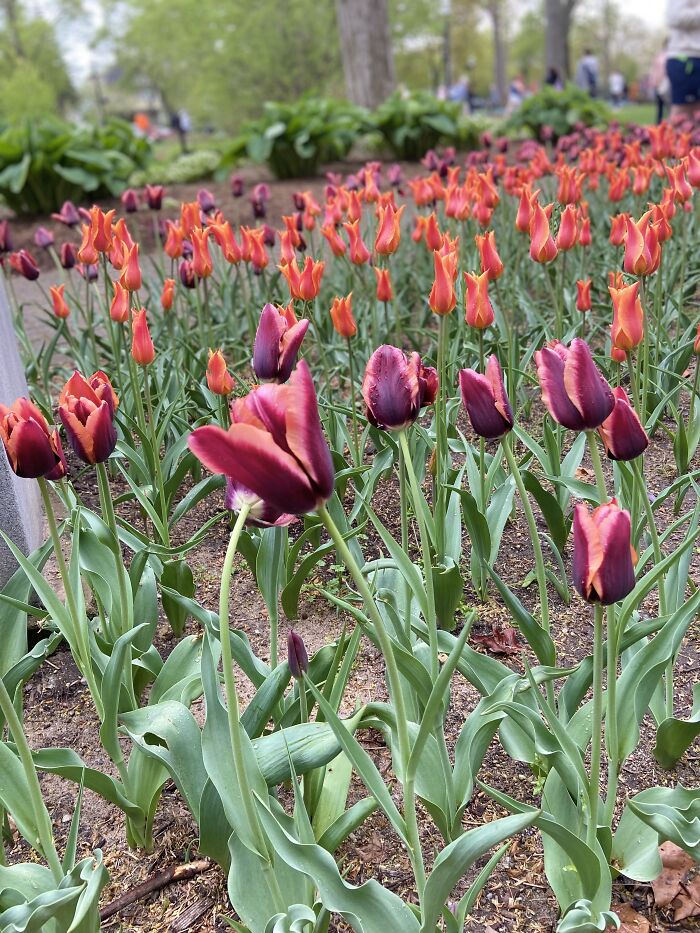 These Purple And Orange Tulips Give The Feel Of Halloween