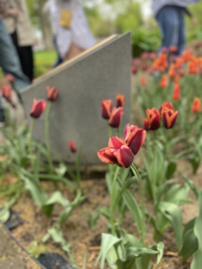 A Closer View Of A Purple And Orange Tulip