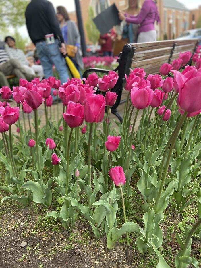 These Bright Pink Tulips Are Larger Than Expected, And Also By A Photo Bench