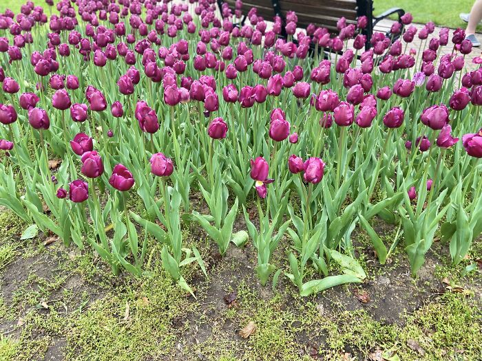 These Dark Purple Tulips Are By A Photo Bench
