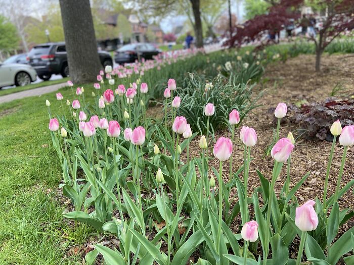 The Blushing Tulips Form A Circle