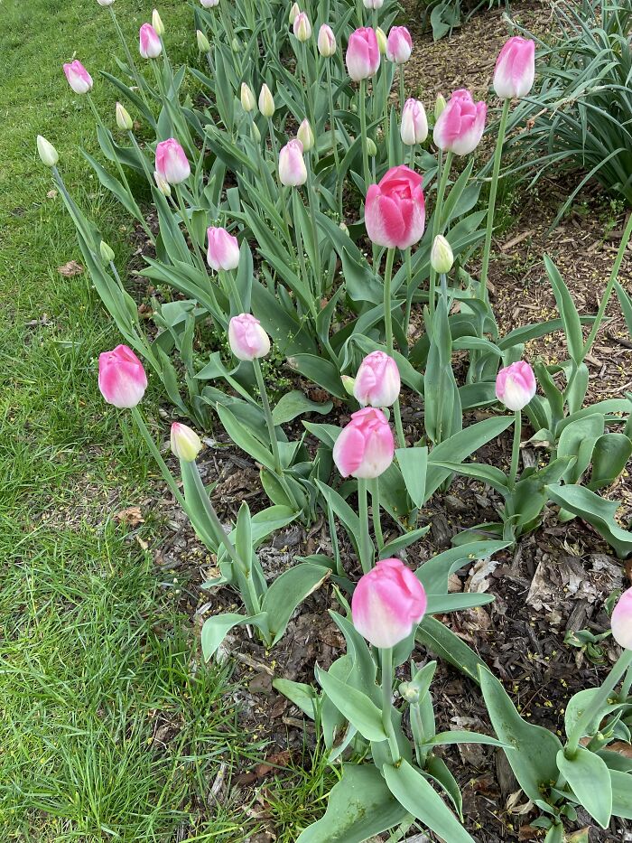 Pink And White Tulips Are Somewhat Common