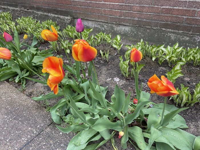 Orange And Yellow Tulips
