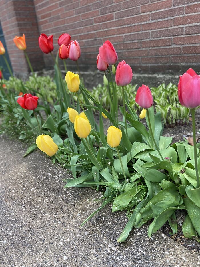 Solid Colored Tulips By The Old Hospital. Now It’s An Inn