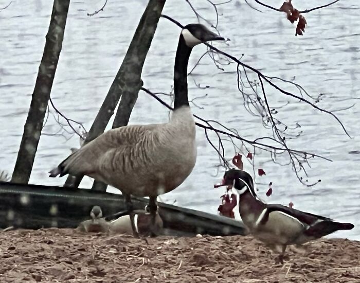 We Have Had Loons, Grebes, Cormorants And The Woodducks Hang Out With This Goose