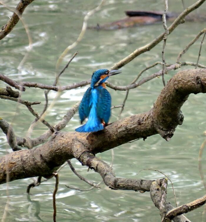 Kingfisher, My Favorite Bird, On A Small Lake In The Heart Of The City