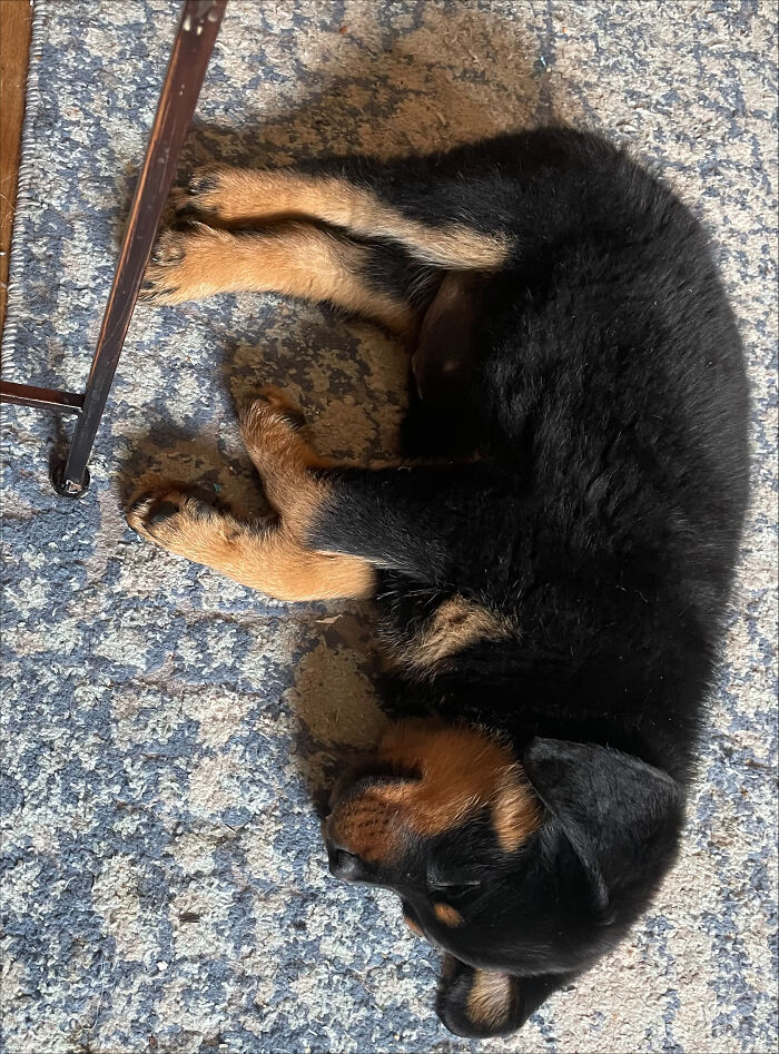 My Rotti, Idol. She's Now 6 Months. She Looked Like A Little Bear When We Got Her