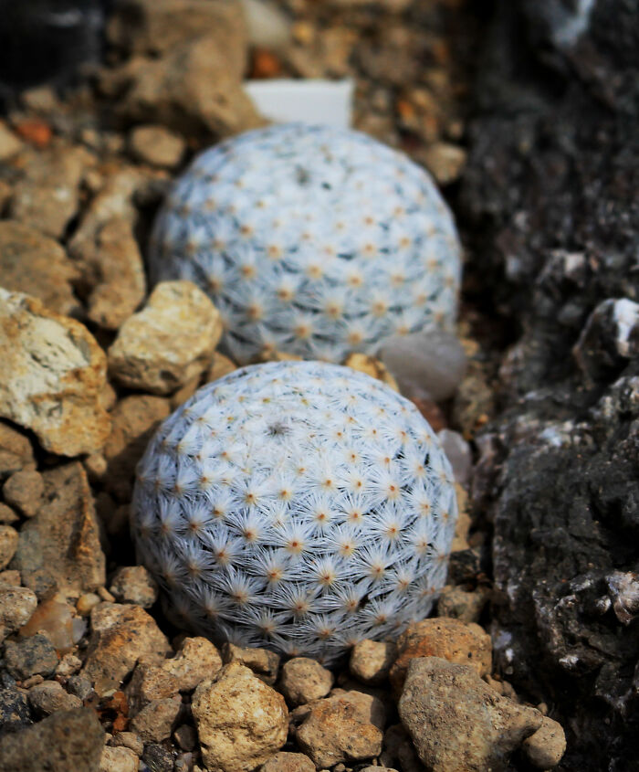 close up view of Golf Ball plant