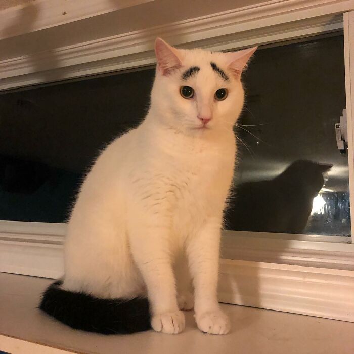 White cat with black tail and eyebrows standing on the windowsill