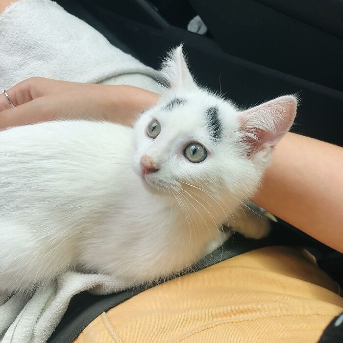 White kitten with black tail and eyebrows on humans' laps 