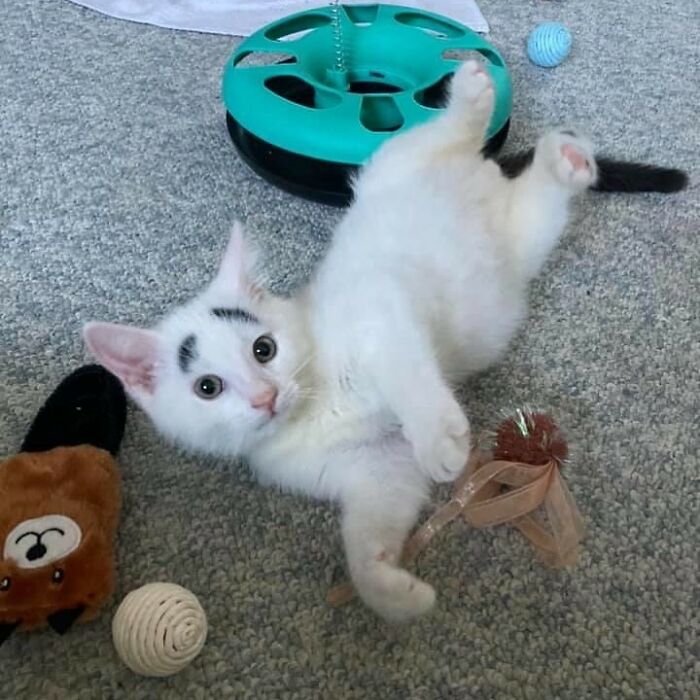 White cat with black eyebrows playing with the toys 
