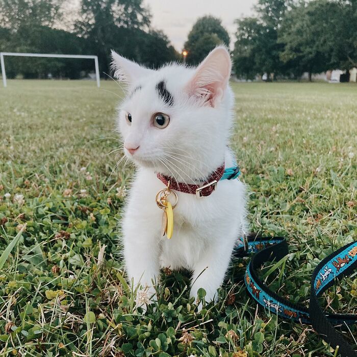 White cat with black eyebrows on the field wearing red collar and blue leash 