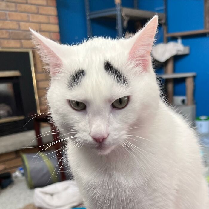 Grumpy white cat with black eyebrows 
