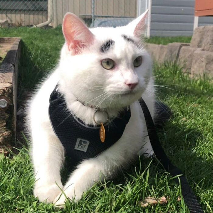 White cat with black eyebrows wearing a black leash 
