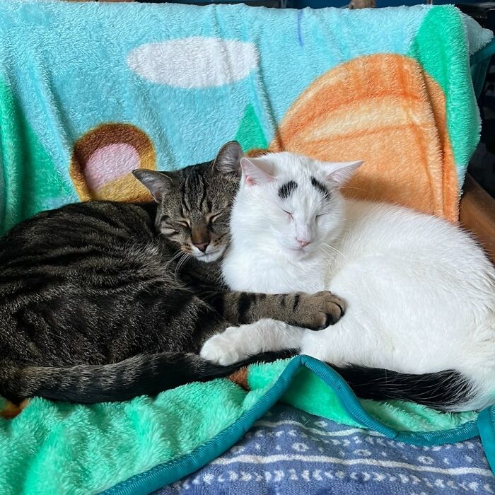 Two cats sleeping while hugging each other 