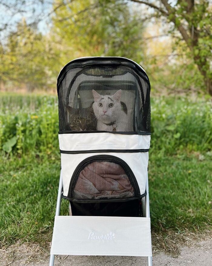 Two cats in the stroller Two cats in the stroller