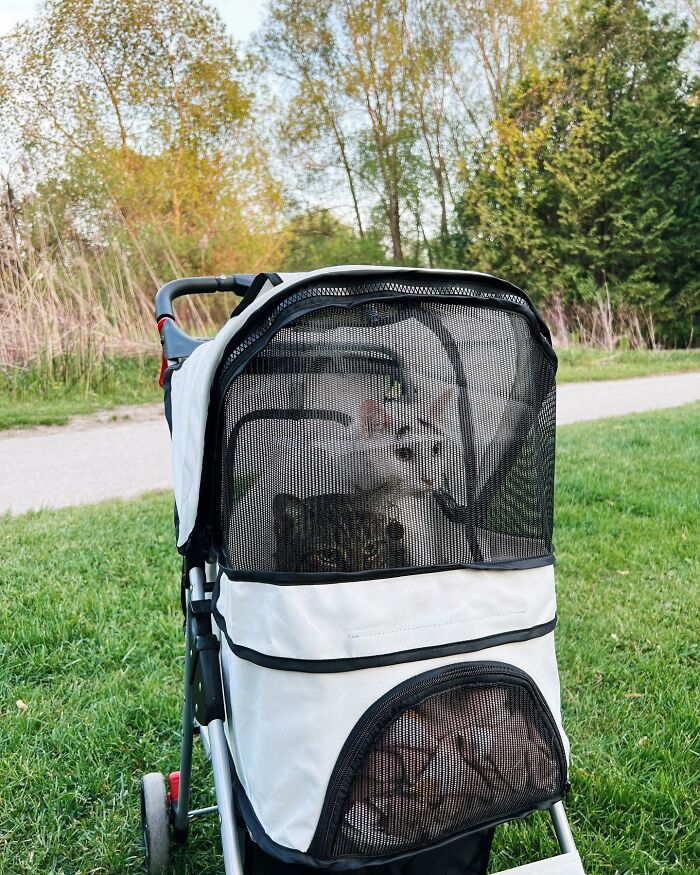 Two cats in the stroller Two cats in the stroller
