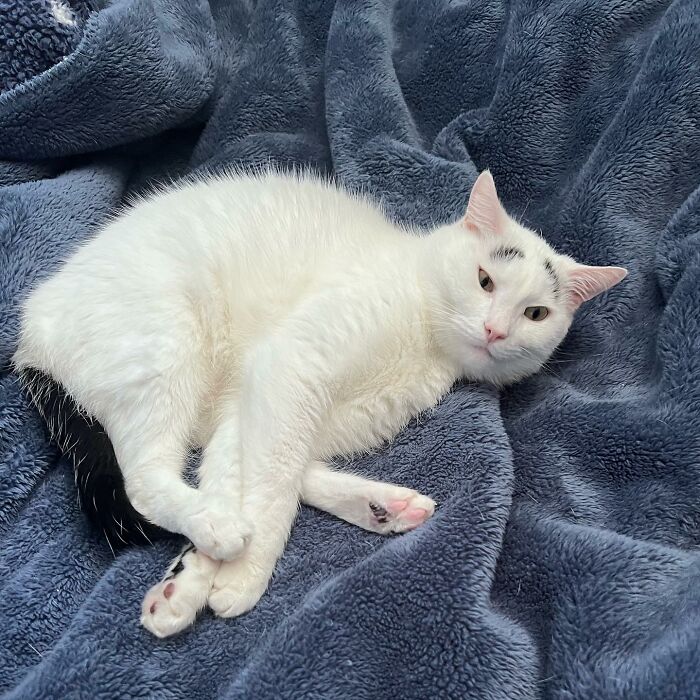 White cat with black tail and eyebrows lying on blue blanket White cat with black tail and eyebrows lying on blue blanket