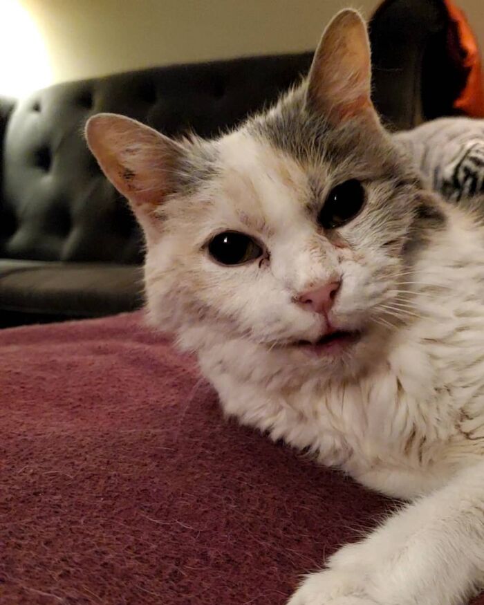 This Elder Cat Has Outlived Her Previous Owners And Now Lives With 2 Other Cats That Are Each A Decade Apart This Elder Cat Has Outlived Her Previous Owners And Now Lives With 2 Other Cats That Are Each A Decade Apart
