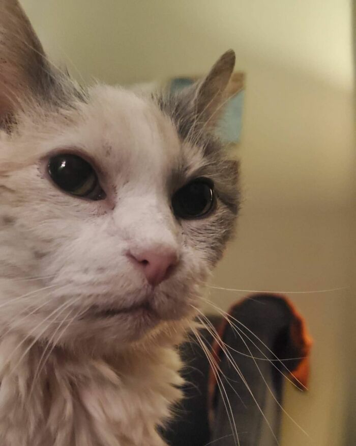 This Elder Cat Has Outlived Her Previous Owners And Now Lives With 2 Other Cats That Are Each A Decade Apart This Elder Cat Has Outlived Her Previous Owners And Now Lives With 2 Other Cats That Are Each A Decade Apart