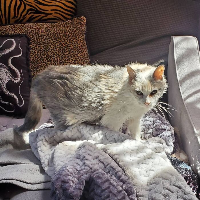 This Elder Cat Has Outlived Her Previous Owners And Now Lives With 2 Other Cats That Are Each A Decade Apart This Elder Cat Has Outlived Her Previous Owners And Now Lives With 2 Other Cats That Are Each A Decade Apart