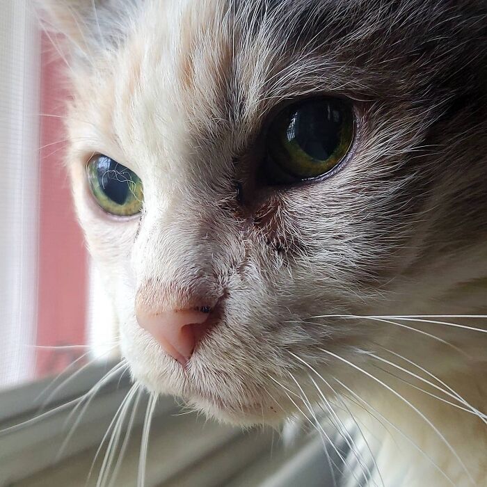 This Elder Cat Has Outlived Her Previous Owners And Now Lives With 2 Other Cats That Are Each A Decade Apart