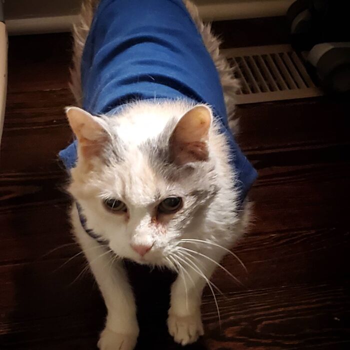 This Elder Cat Has Outlived Her Previous Owners And Now Lives With 2 Other Cats That Are Each A Decade Apart This Elder Cat Has Outlived Her Previous Owners And Now Lives With 2 Other Cats That Are Each A Decade Apart