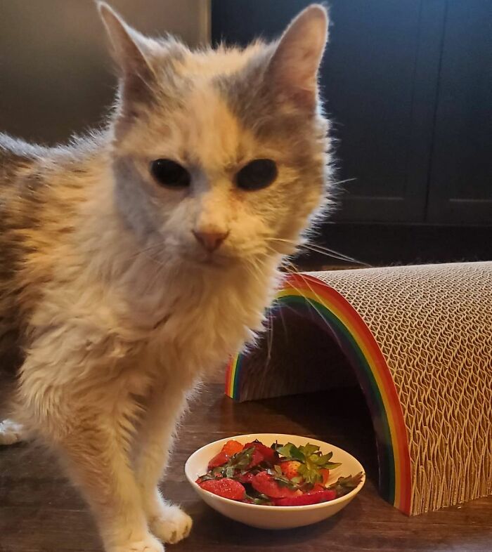 This Elder Cat Has Outlived Her Previous Owners And Now Lives With 2 Other Cats That Are Each A Decade Apart This Elder Cat Has Outlived Her Previous Owners And Now Lives With 2 Other Cats That Are Each A Decade Apart