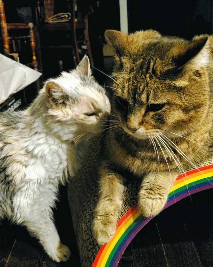 This Elder Cat Has Outlived Her Previous Owners And Now Lives With 2 Other Cats That Are Each A Decade Apart This Elder Cat Has Outlived Her Previous Owners And Now Lives With 2 Other Cats That Are Each A Decade Apart