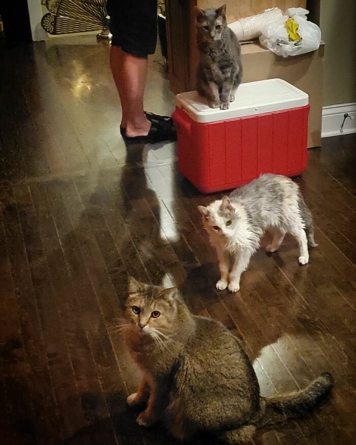 This Elder Cat Has Outlived Her Previous Owners And Now Lives With 2 Other Cats That Are Each A Decade Apart This Elder Cat Has Outlived Her Previous Owners And Now Lives With 2 Other Cats That Are Each A Decade Apart