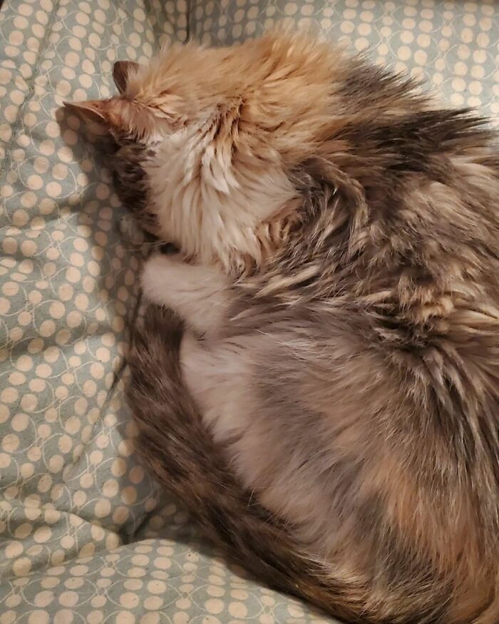 This Elder Cat Has Outlived Her Previous Owners And Now Lives With 2 Other Cats That Are Each A Decade Apart This Elder Cat Has Outlived Her Previous Owners And Now Lives With 2 Other Cats That Are Each A Decade Apart