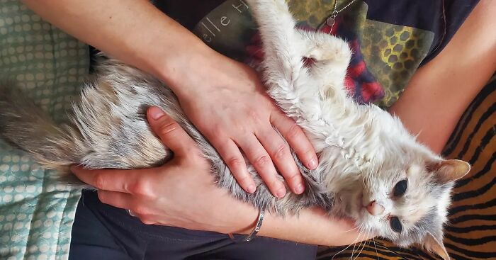 This Elder Cat Has Outlived Her Previous Owners And Now Lives With 2 Other Cats That Are Each A Decade Apart This Elder Cat Has Outlived Her Previous Owners And Now Lives With 2 Other Cats That Are Each A Decade Apart