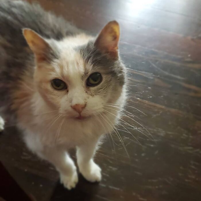 This Elder Cat Has Outlived Her Previous Owners And Now Lives With 2 Other Cats That Are Each A Decade Apart