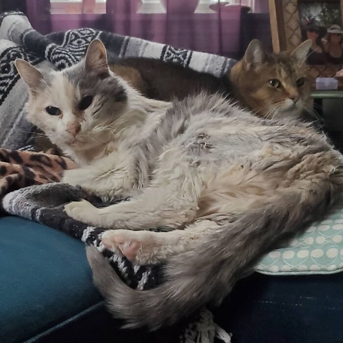This Elder Cat Has Outlived Her Previous Owners And Now Lives With 2 Other Cats That Are Each A Decade Apart This Elder Cat Has Outlived Her Previous Owners And Now Lives With 2 Other Cats That Are Each A Decade Apart