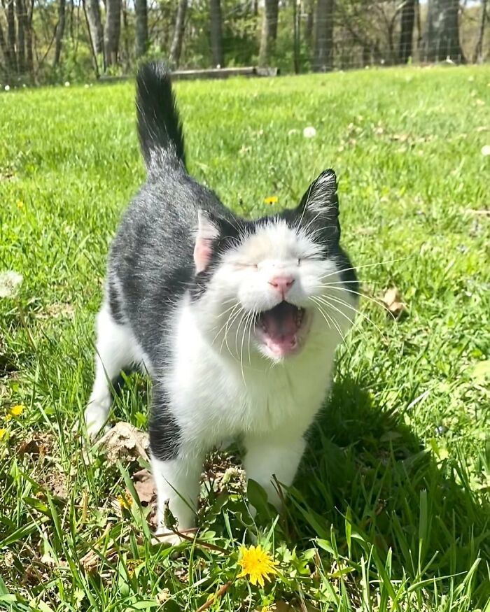 A Friendship That Lasted For Almost A Decade Resulted In This Senior Feral Cat Becoming An Indoor Pet A Friendship That Lasted For Almost A Decade Resulted In This Senior Feral Cat Becoming An Indoor Pet