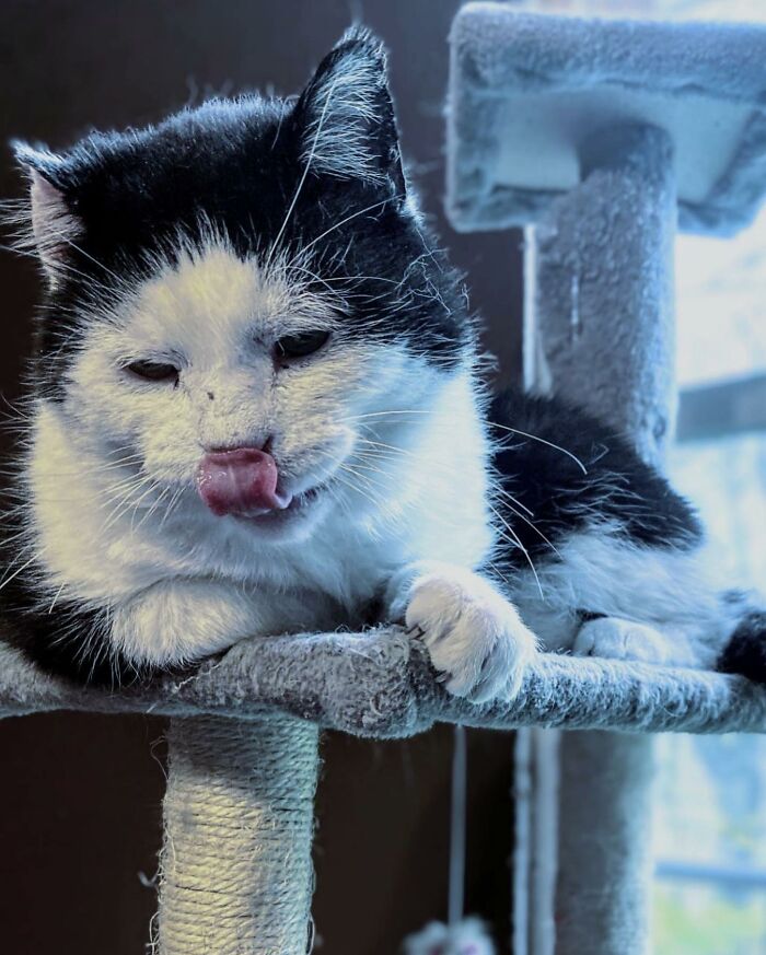 A Friendship That Lasted For Almost A Decade Resulted In This Senior Feral Cat Becoming An Indoor Pet A Friendship That Lasted For Almost A Decade Resulted In This Senior Feral Cat Becoming An Indoor Pet