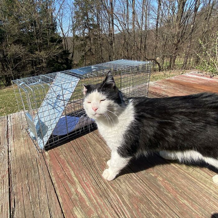 A Friendship That Lasted For Almost A Decade Resulted In This Senior Feral Cat Becoming An Indoor Pet A Friendship That Lasted For Almost A Decade Resulted In This Senior Feral Cat Becoming An Indoor Pet