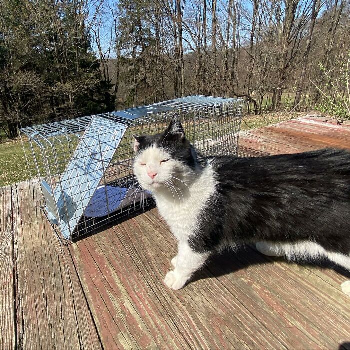 A Friendship That Lasted For Almost A Decade Resulted In This Senior Feral Cat Becoming An Indoor Pet