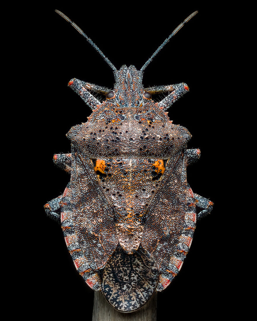 Finalist: "Details Of A Rough Stink Bug" By Benjamin Salb