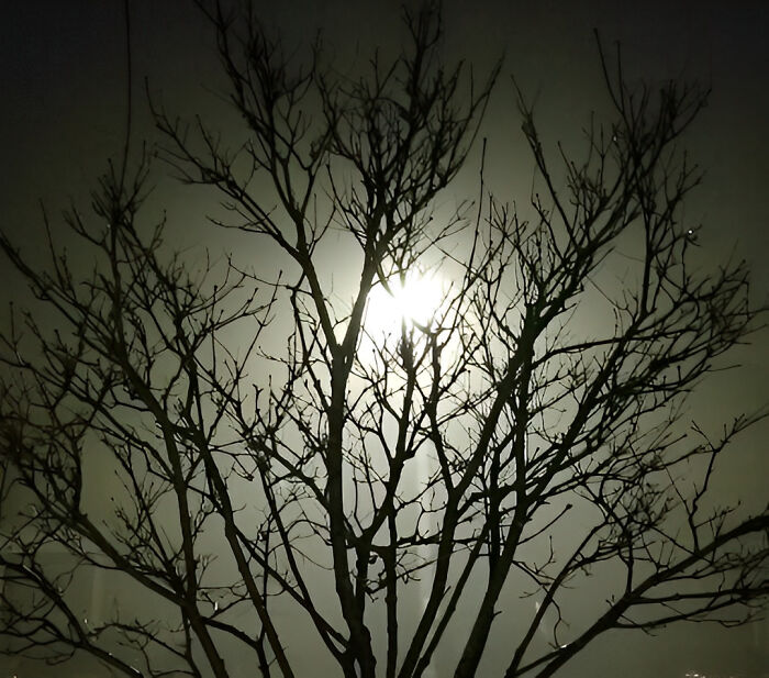 Tree In My Front Yard At Midnight