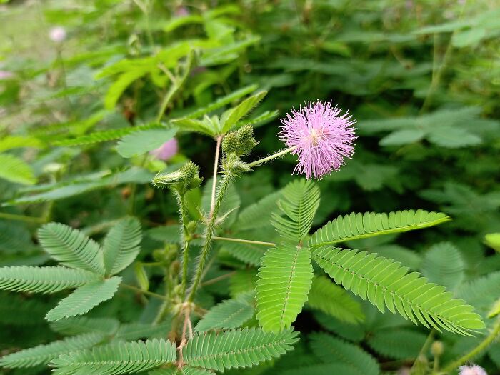 close up view of Mimosa Pudica flower